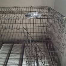 【現貨】寵物珍珠圍脖 貓咪狗狗圍領 飾品 布偶藍白英短美短泰迪比熊拍照飾品 寵物珍珠圍脖 歷史價格詳細信息