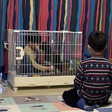 拉拉熊 寵物帽子 貓咪帽子 歷史價格詳細信息