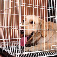 狗籠子帶廁所實木小型犬中型寵物狗狗圍欄柵欄室內貓籠子狗窩別墅【優選百貨】 歷史價格詳細信息