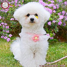 寵寵屋 狗狗胸吊帶牽引繩 狗鏈子 遛狗繩 項圈 吊帶 幼犬小型中型犬牽繩吊帶 寵物用品 歷史價格詳細信息