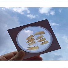 【輝瑞】專業彈古箏指甲初學玳瑁色成人專業演奏級雙面弧指甲義甲片 歷史價格詳細信息