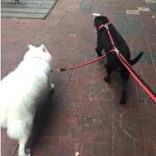 LP 中小型犬 P字型牽繩 訓練用P字鍊 自律P字拉繩 牽引繩 拉帶（繩粗8mm）每條150元 歷史價格詳細信息