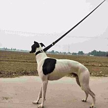 遛狗繩一拖二狗狗牽引繩新款防纏繞中大型犬遛狗繩子柴犬毛二只可拆卸 免運 歷史價格詳細信息