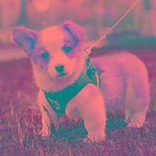 狗狗牽引繩大中小型犬背心式防爆衝反光胸揹帶狗鏈可調整舒適耐用 歷史價格詳細信息