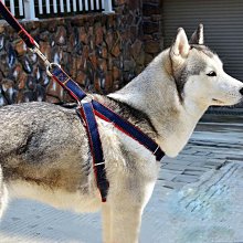 寵物狗狗牽引繩大型犬中型犬小型犬泰迪博美金毛哈士奇遛狗鏈繩子 歷史價格詳細信息