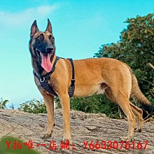 狗狗牽引繩夜用反光背心式可調整遛狗繩防脫中大型犬狗鏈狗繩 歷史價格詳細信息