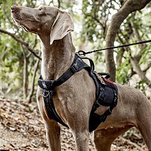 狗狗胸背帶中大型犬金毛德牧前扣式防爆沖外出背心遛狗鏈子牽引繩 歷史價格詳細信息