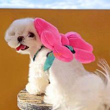 遛狗繩喵咪胸背小蜜蜂可調牽引繩透氣小型犬狗狗繩子遛貓狗外出 免運 歷史價格詳細信息