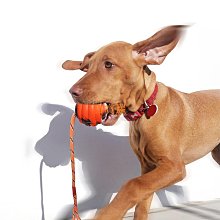 寵物狗狗棉繩玩具潔齒磨牙耐咬繩結玩具繩雙節棉繩潔牙繩狗狗玩具 歷史價格詳細信息