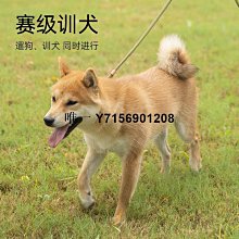 遛狗繩狗狗牽引繩遛狗p繩P鏈訓犬防爆沖柯基毛小中大型犬寵物項圈脖套 免運 歷史價格詳細信息