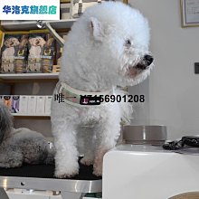 遛狗繩狗狗牽引繩狗鏈遛狗繩 小型中型犬寵物用品網紅貓咪狗繩子牽引繩 免運 歷史價格詳細信息