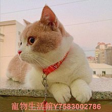 貓咪牽引繩小奶貓防掙脫戶外遛貓繩小貓外出專用可調節工字型翅膀 歷史價格詳細信息