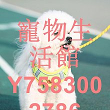 遛狗繩狗狗牽引繩狗鏈反光背心胸背帶狗鏈子狗繩子遛狗繩小型犬泰迪用品 免運 歷史價格詳細信息