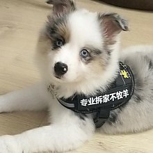 防爆沖狗狗牽引繩背心式中大型犬柯基柴犬幼犬可調節胸背帶遛狗繩-沐陽家居 歷史價格詳細信息