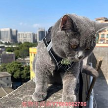 遛貓繩貓咪牽引繩防掙脫外出專用幼貓德文胸背帶遛狗鏈子遛貓神器 歷史價格詳細信息