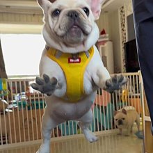 狗狗牽引繩防爆沖胸背帶中型大型犬拉布拉多金毛大狗遛狗繩狗鏈子 歷史價格詳細信息