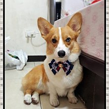 ╮Miss Pet手作寵物項圈＊皇家騎士胸背帶＊S號 歷史價格詳細信息