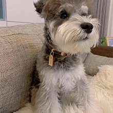 遛狗繩牽引繩寵物用品寵物牽引繩尼龍反光圓繩大中型防爆沖狗繩遛狗鏈子 免運 歷史價格詳細信息