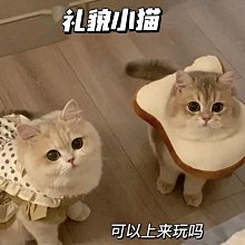 伊麗莎白圈貓咪圍脖套犬貓通用防抓貓項圈防護圈美容罩恥辱【二丁目】 歷史價格詳細信息