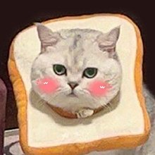 伊麗莎白圈軟防舔咬恥辱頸圈狗狗羞恥項圈法斗脖圈貓脖子狗狗頭套 歷史價格詳細信息