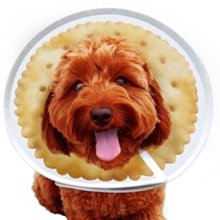 【BoneBone】免運公司貨附發票 日本日立 專業強力雙效 消臭劑 蜜桃香250ml/除臭 環境清新 環境除臭 歷史價格詳細信息