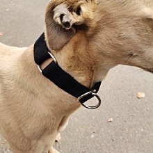 狗狗牽引繩p鏈一體式訓練賽級p繩小型犬防爆沖遛狗繩中大型犬通用 歷史價格詳細信息