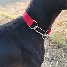 一步牽引繩 短牽鋼絲P繩 遛狗P繩 狗狗短牽繩 中大型犬P鏈 防爆衝訓練P繩 歷史價格詳細信息