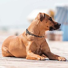 不銹鋼p鏈狗狗項圈無縫焊接不夾毛脖套狗鏈中大型犬金屬脖圈德牧 歷史價格詳細信息