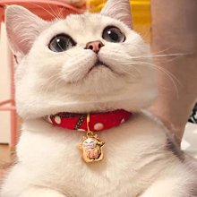 下殺 項圈寵物牌狗牌身份牌純銅定制刻字狗狗貓牌貓咪日本項圈防丟定做用品 歷史價格詳細信息