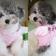 【米狗屋】cheer三層蕾絲網綁帶生理褲-白底˙XS、S、M、L、XL號˙中型可 歷史價格詳細信息