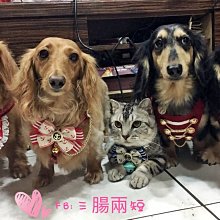 【樂寵】寵物手術防舔服 寵物衣(胸圍魔鬼沾可調節) 歷史價格詳細信息