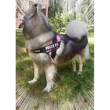 ۞芙芙遊樂園۞(現貨)狗狗世界盃足球背心 寵物衣服春夏款泰迪大小狗狗服飾 XS.S.M.L.XL.XXL下標區 歷史價格詳細信息