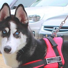 防爆沖馬犬遛狗德牧拉布拉多金毛牽引繩牛皮拴牽狗繩大型犬鏈子帶 歷史價格詳細信息