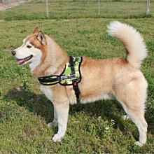 中大型狗用防爆衝胸背帶+反光安全牽繩+項圈 寵物防爆衝 馬鞍型寵物胸背帶 魔術貼側貼 中大型犬 胸背帶 帶夜--特價 歷史價格詳細信息