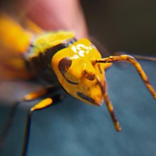 胸針 別針 蜜蜂胸針女高檔胸花韓國奢華大氣質徽章裝飾別針創意百搭衣服配飾 衣服配飾-寶島百貨 歷史價格詳細信息