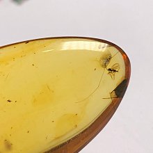 清代 1.6兩銀錠(60.0g) 中乾評級 MS60 銀光強 包漿漂亮 品項佳 [認證編號82047171] 【和美郵幣 歷史價格詳細信息