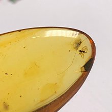 清代 1.6兩銀錠(60.0g) 中乾評級 MS60 銀光強 包漿漂亮 品項佳 [認證編號82047171] 【和美郵幣 歷史價格詳細信息