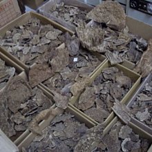 【天竺香業】早期『印尼老山檀香樹頭圈仔』 油質特濃急沉水 車珠雕刻好材料 每公克１元就有 d 歷史價格詳細信息