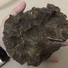 正野生老芽莊蟲漏殻23克 歷史價格詳細信息