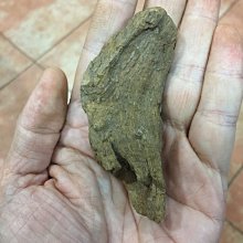 正區富森紅土棋楠沉水根 歷史價格詳細信息