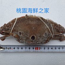 桃園海鮮之家【宏嘉花枝丸】顆顆都有花枝肉，優惠1包3公斤：470元。 歷史價格詳細信息