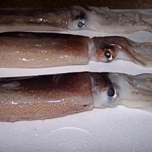 【中秋烤肉食材】調味班甲(香檳鳥/鵪鶉/斑鳩 ) / 隻，品牌隨機 /山知味/山產/野味 歷史價格詳細信息