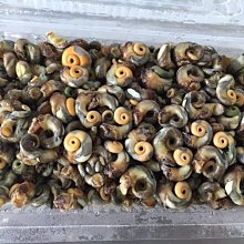 天人菊澎湖名產品興(花枝排)油炸 歷史價格詳細信息