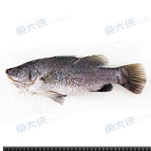 金500  台灣自然圖鑑  多肉植物圖鑑  梁群健  晨星出版   2015年 歷史價格詳細信息