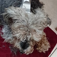 【用心的店】Kemei 科美KM-6512鼻毛器電動鼻毛刀 歷史價格詳細信息