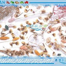 【~魚店亂亂賣~】LUANFISHOP精選12/16mm軟管連接用L型彎頭/接頭(防止水管凹折) 歷史價格詳細信息