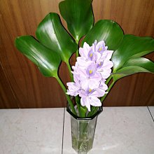 長久保水組 比菲德保濕原液+8hr極致保濕補水面膜*10【UNICAT 變臉貓】 歷史價格詳細信息