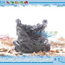 【~魚店亂亂賣~】LUANFISHOP三分管用連接L彎管上部過濾器三分管/3分配管(PVC管專用) 歷史價格詳細信息