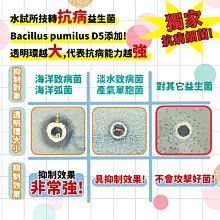 【AC草影】胭脂紅蝴蝶【三株】 歷史價格詳細信息