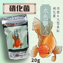 【AC草影】胭脂紅蝴蝶【三株】 歷史價格詳細信息